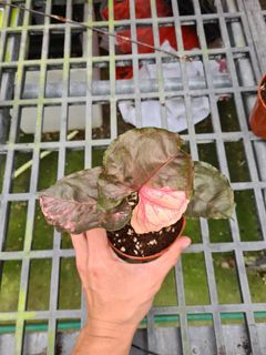 (Category: ) located in . Submitted by hortiman (Listing ID 1130266347, Image 1). Description: .