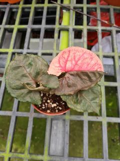 (Category: ) located in . Submitted by hortiman (Listing ID 1130266612, Image 1). Description: .