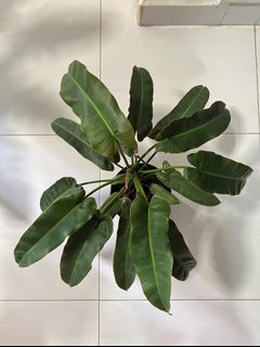 (Category: ) located in . Submitted by optima (Listing ID 1130458815, Image 1). Description: .