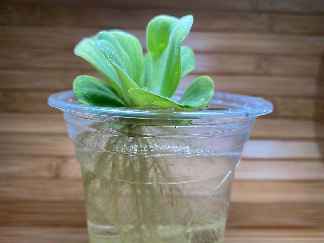 自家培種水芙蓉7朵 一定平過魚街 傢俬 家居 園藝 植物及種子 Carousell