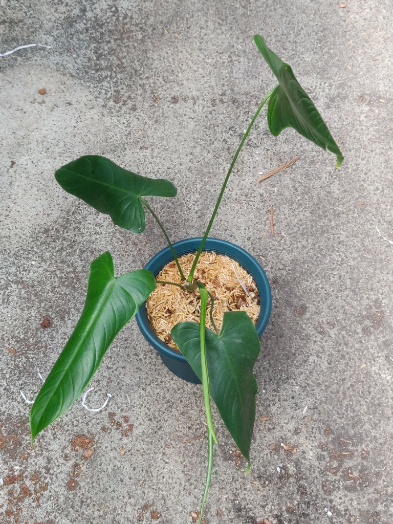 Philodendron Sharoniae Mosquera Ecuador Furniture Home Living Gardening Plants Seeds On Carousell