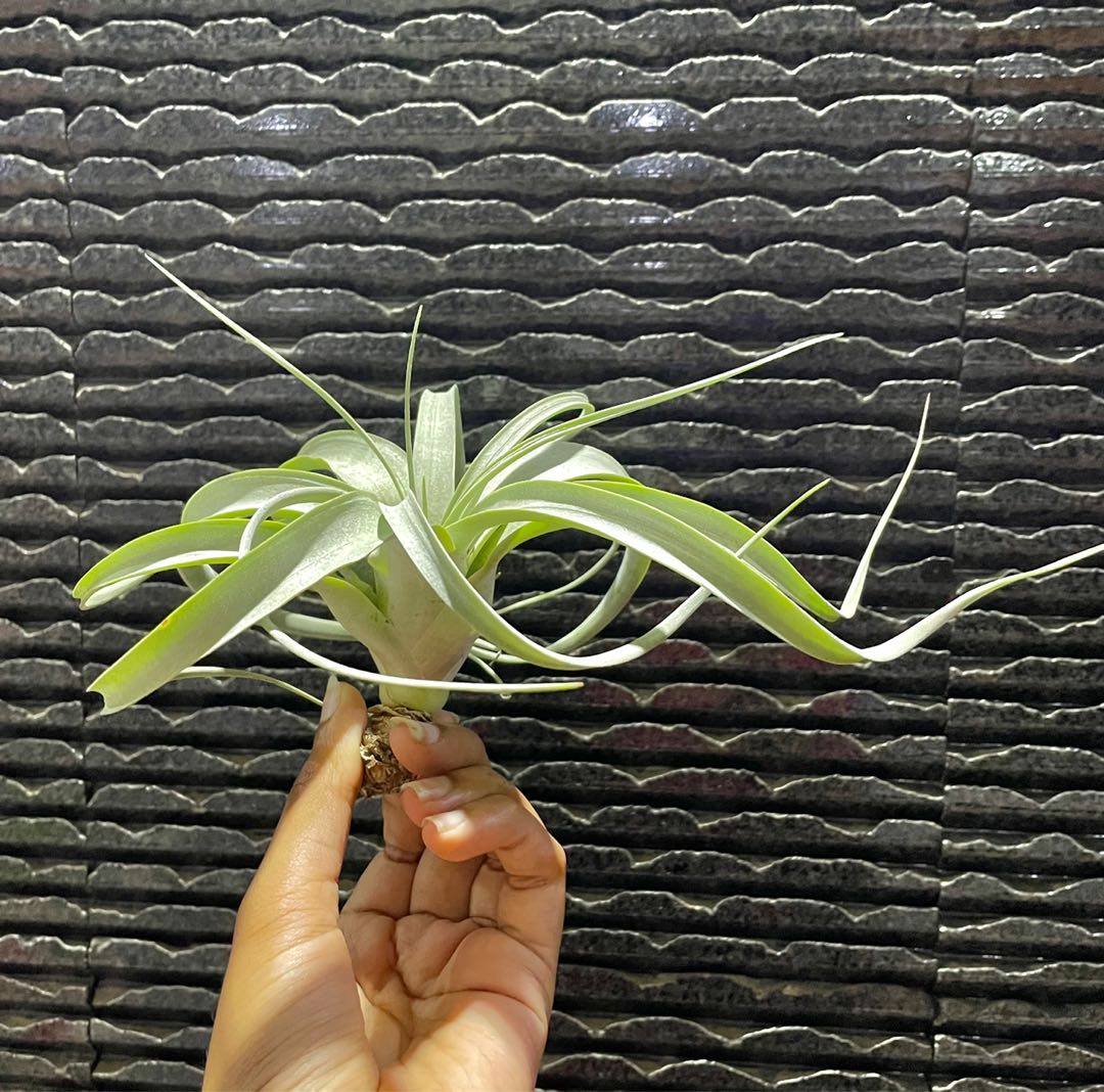 Xerographica (seedgrown) tillandsia air plant king of airplants indoor ...