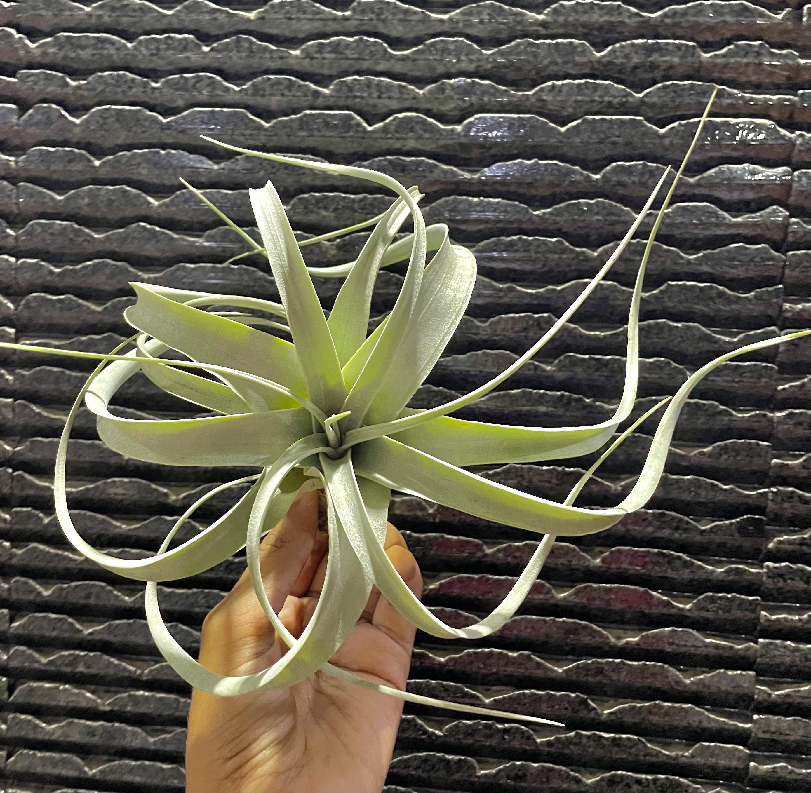 Xerographica (seedgrown) tillandsia air plant king of airplants indoor ...