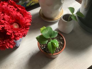 (Category: ) located in . Submitted by verde_botanical (Listing ID 1068662134, Image 1). Description: .