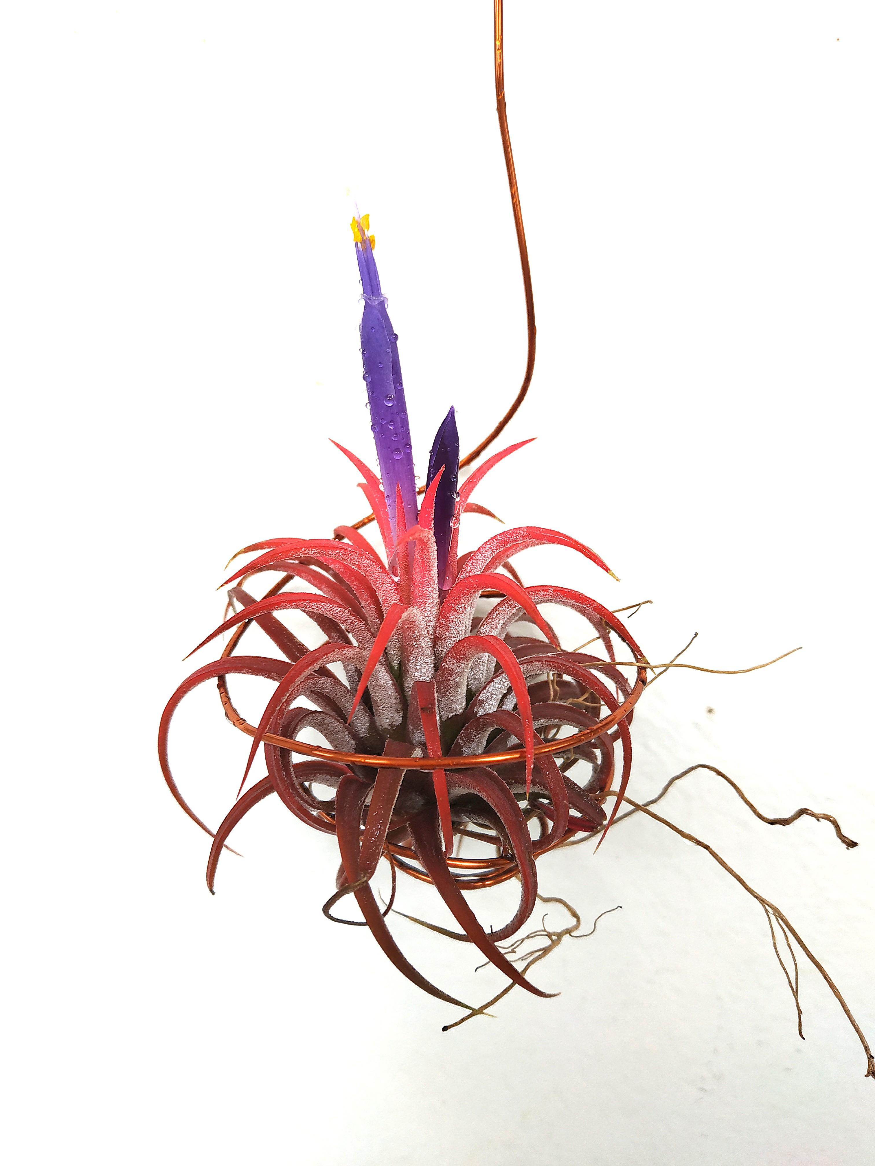Silver Queen' x ionantha 'Fuego' T3727 Airplant -Tillandsia