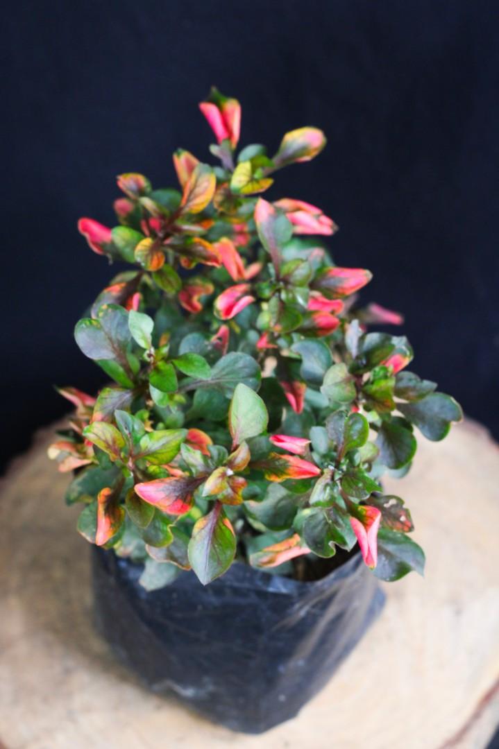Pink Variegated Kutsarita (Category: Plants & Seeds) located in Taguig. Submitted by fernandcraft (Listing ID 1068785312, Image 2). Description: Pink Variegated Kutsarita Kutcharitas is a low and fleshy herb, with oval to broad-lanceolate leaves, variegated in pink color. Flowers are in small heads, white or straw-colored, borne at the axils of leaves. It is a low-growing variety that tends to develop a dense growth when grown in a pot. It can be