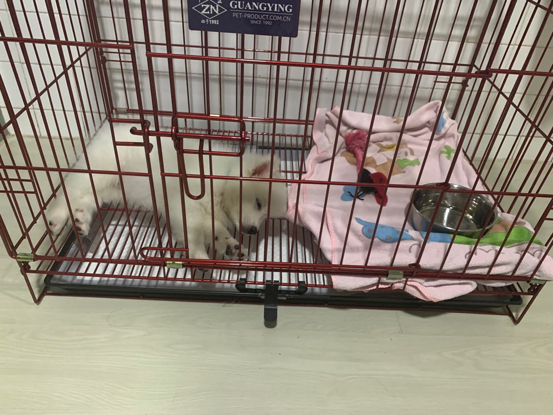Second hand dog cage near me Clearance
