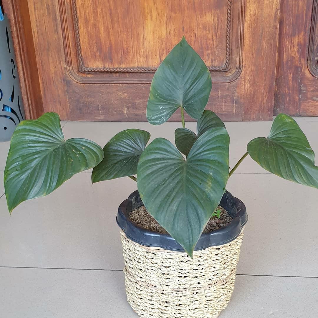 homalomena black furniture home living gardening plants seeds on carousell