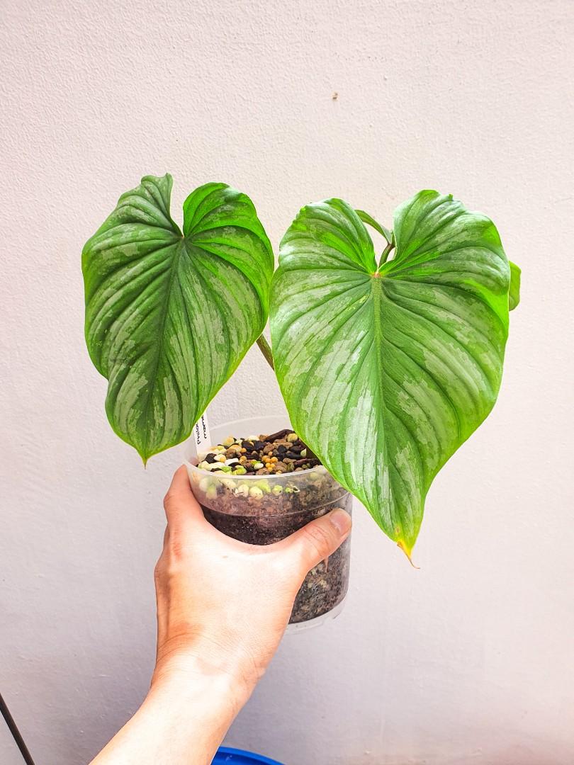 Philodendron Mamei Aff Furniture Home Living Gardening Plants Seeds On Carousell