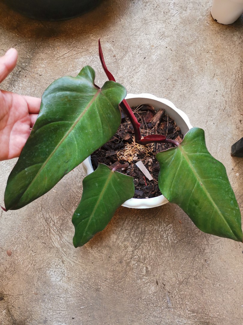 Philodendron Majesty 5 Pot Gardino Nursery