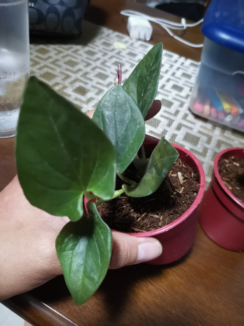 Syngonium Erythrophyllum Rare Gardening Flowers Plants On Carousell Species and varieties syngonium erythrophyllum (syngonium). carousell