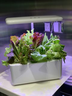 （分類：）位於 。 由 growsomethinghk 提交（商品編號 1069011537，圖片 1）。簡介： 。