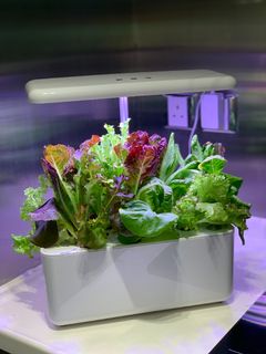 （分類：）位於 。 由 growsomethinghk 提交（商品編號 1069104453，圖片 1）。簡介： 。