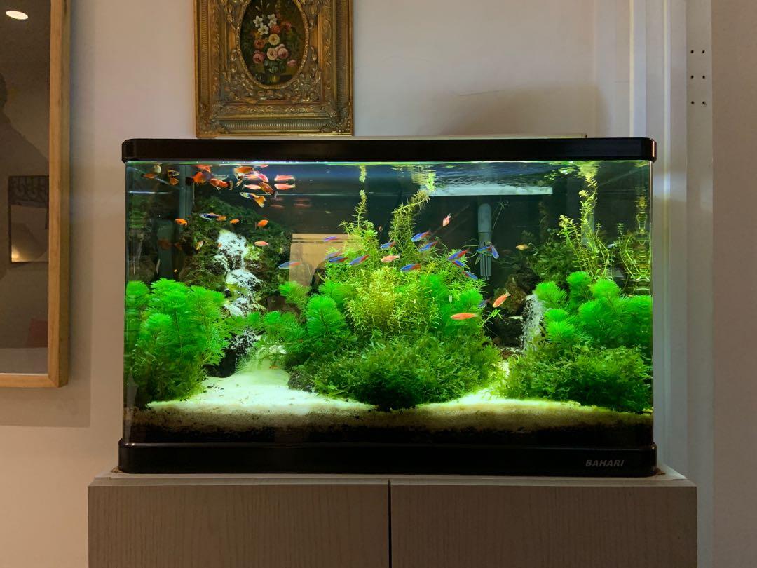 Aquarium Ikan Aquascape Dengan Air Terjun Pasir Perlengkapan Hewan Aksesoris Hewan Di Carousell Harga aquarium air terjun