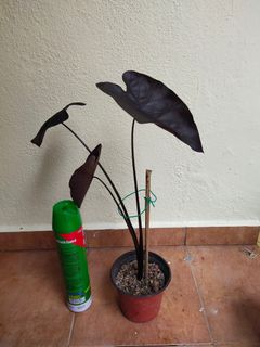 (Category: ) located in . Submitted by greentek (Listing ID 1069012062, Image 1). Description: .