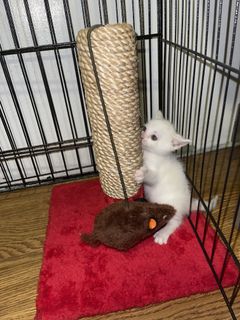 (Category: ) located in . Submitted by pets.r.us.manila (Listing ID 1069139960, Image 1). Description: .