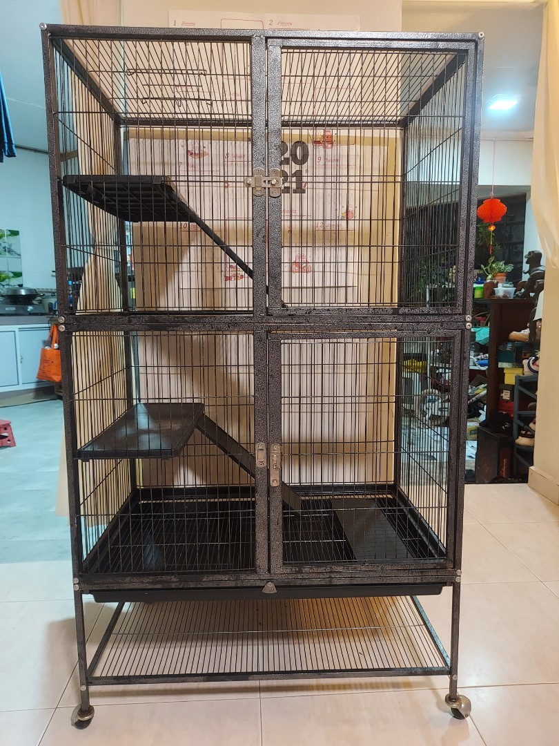 Feisty shop ferret home