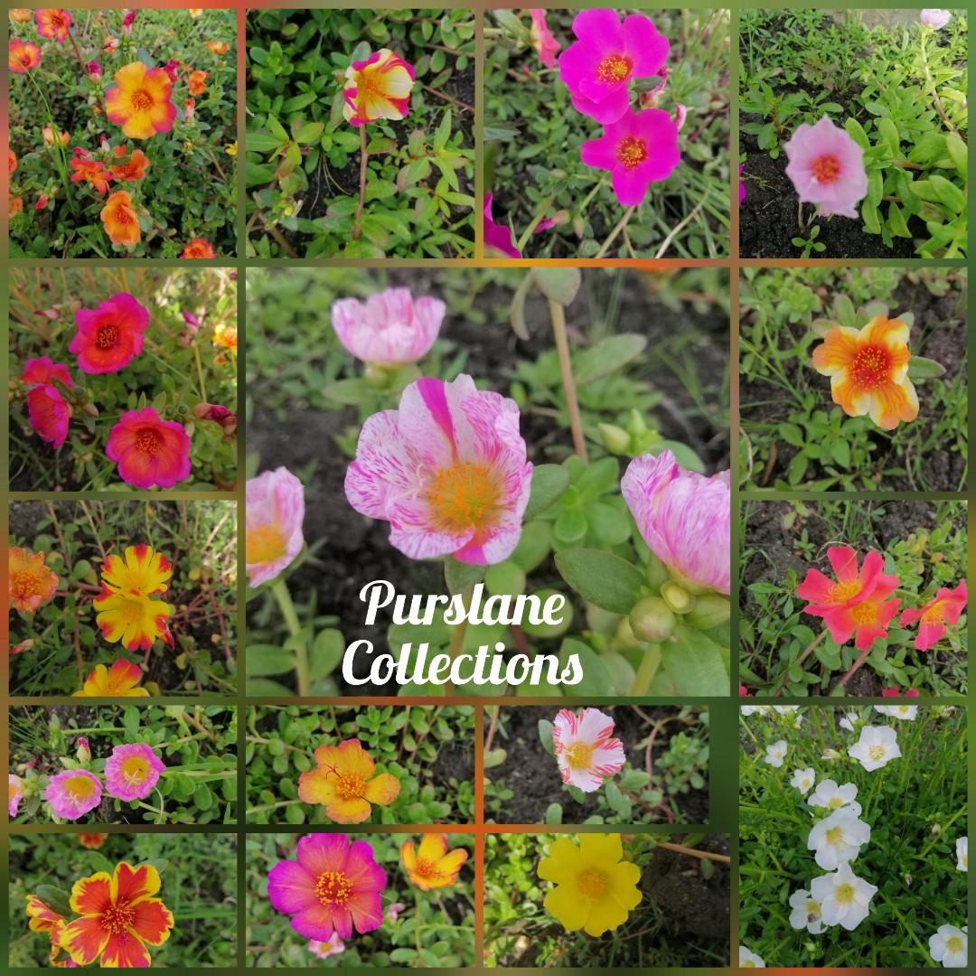 25 30 Varieties Of Collection Vietnam Rose And Purslane 100pcs Cuttings Only Furniture Home Living Gardening Plants Seeds On Carousell 25 30 Varieties Of Collection Vietnam Rose And Purslane 100pcs Cuttings Only Furniture Home Living Gardening Plants Seeds On Carousell