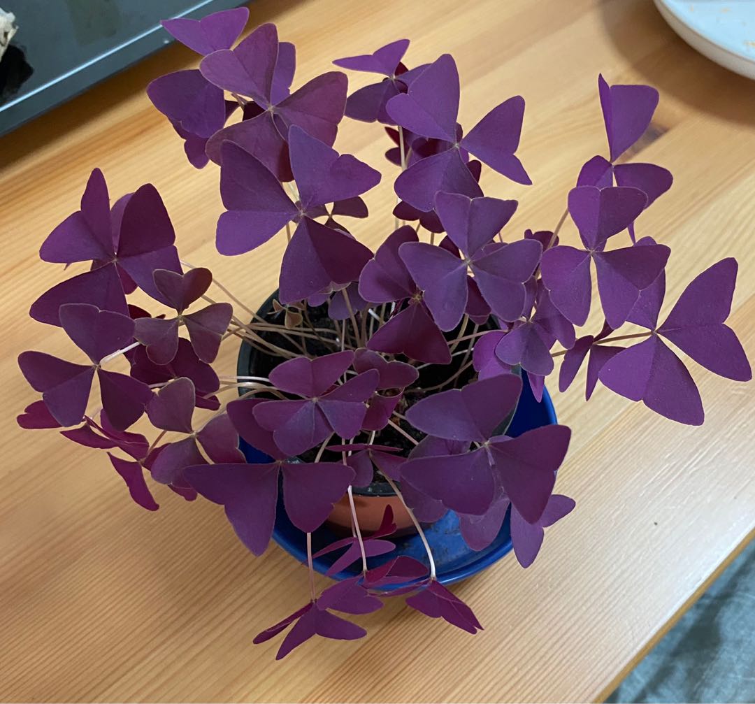 帶花冧 三葉紫色酢漿草 傢俬 家居 Gardening Plants Carousell