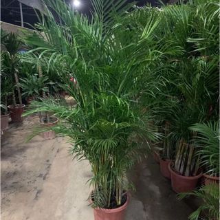 （分類：）位於 。 由 growsomethinghk 提交（商品編號 1069166520，圖片 1）。簡介： 。