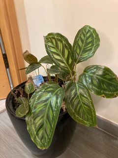 （分類：）位於 。 由 atam1994 提交（商品編號 1069288797，圖片 1）。簡介： 。