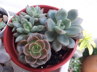 (Category: ) located in . Submitted by succulent32 (Listing ID 1069163650, Image 1). Description: .