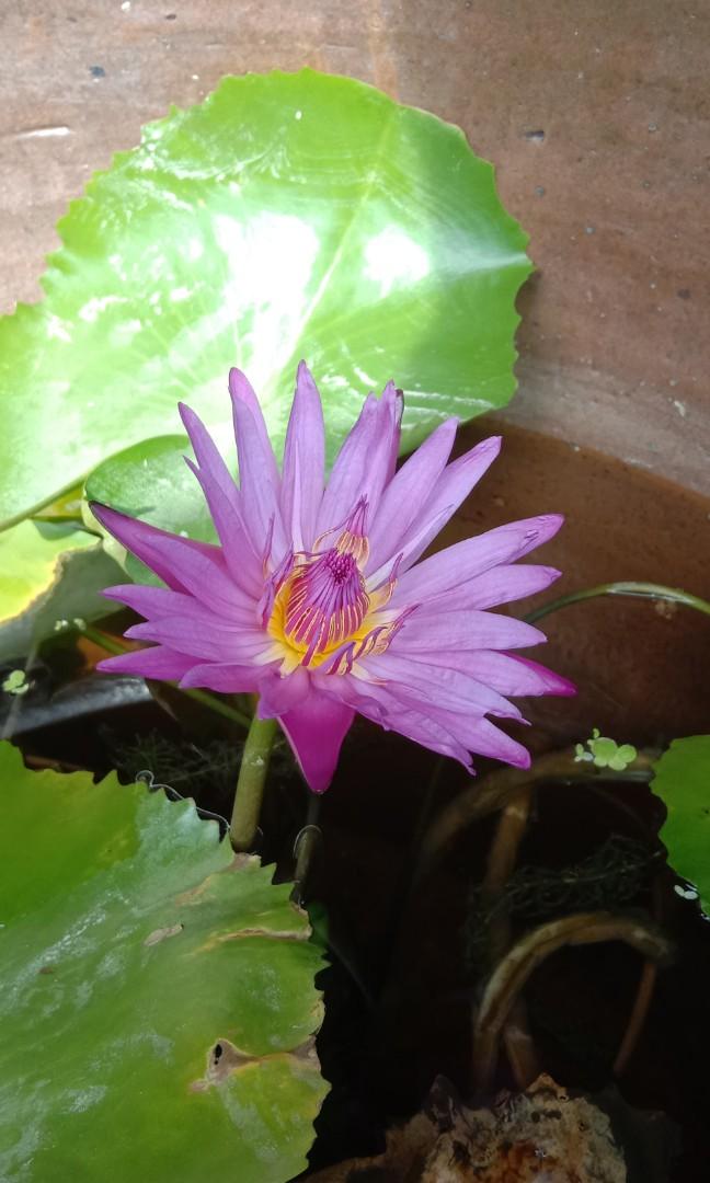 Pokok Bunga Teratai Purple Furniture Home Living Gardening Plants Seeds On Carousell