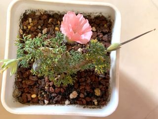（分類：）位於 。 由 planting.buzz 提交（商品編號 1062974151，圖片 1）。簡介： 。