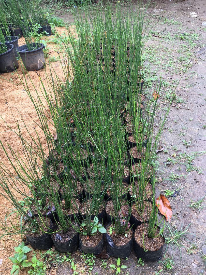 horsetail plants (Category: Plants & Seeds) located in Silang. Submitted by luckykoki2018 (Listing ID 1069459592, Image 2). Description: .