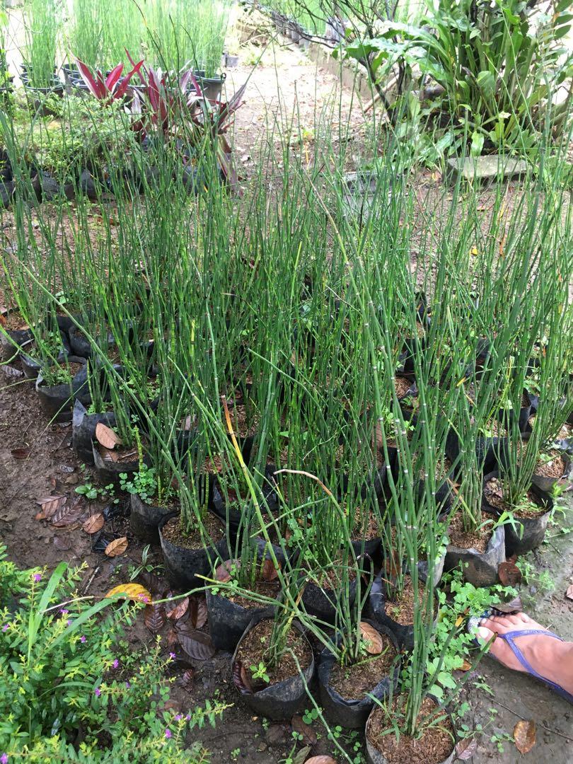 horsetail plants (Category: Plants & Seeds) located in Silang. Submitted by luckykoki2018 (Listing ID 1069459592, Image 3). Description: .