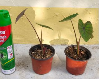(Category: ) located in . Submitted by greentek (Listing ID 1069596054, Image 1). Description: .