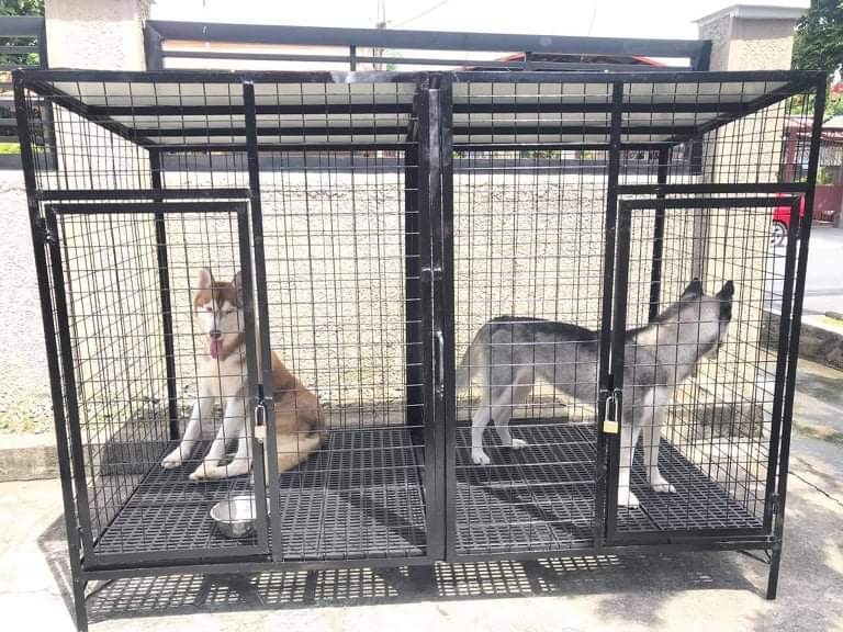 american bully cage