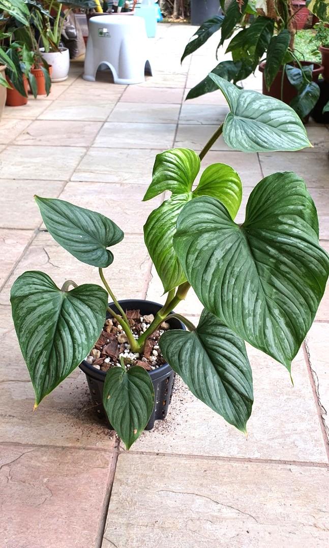 Philodendron Mamei Furniture Home Living Gardening Plants Seeds On Carousell
