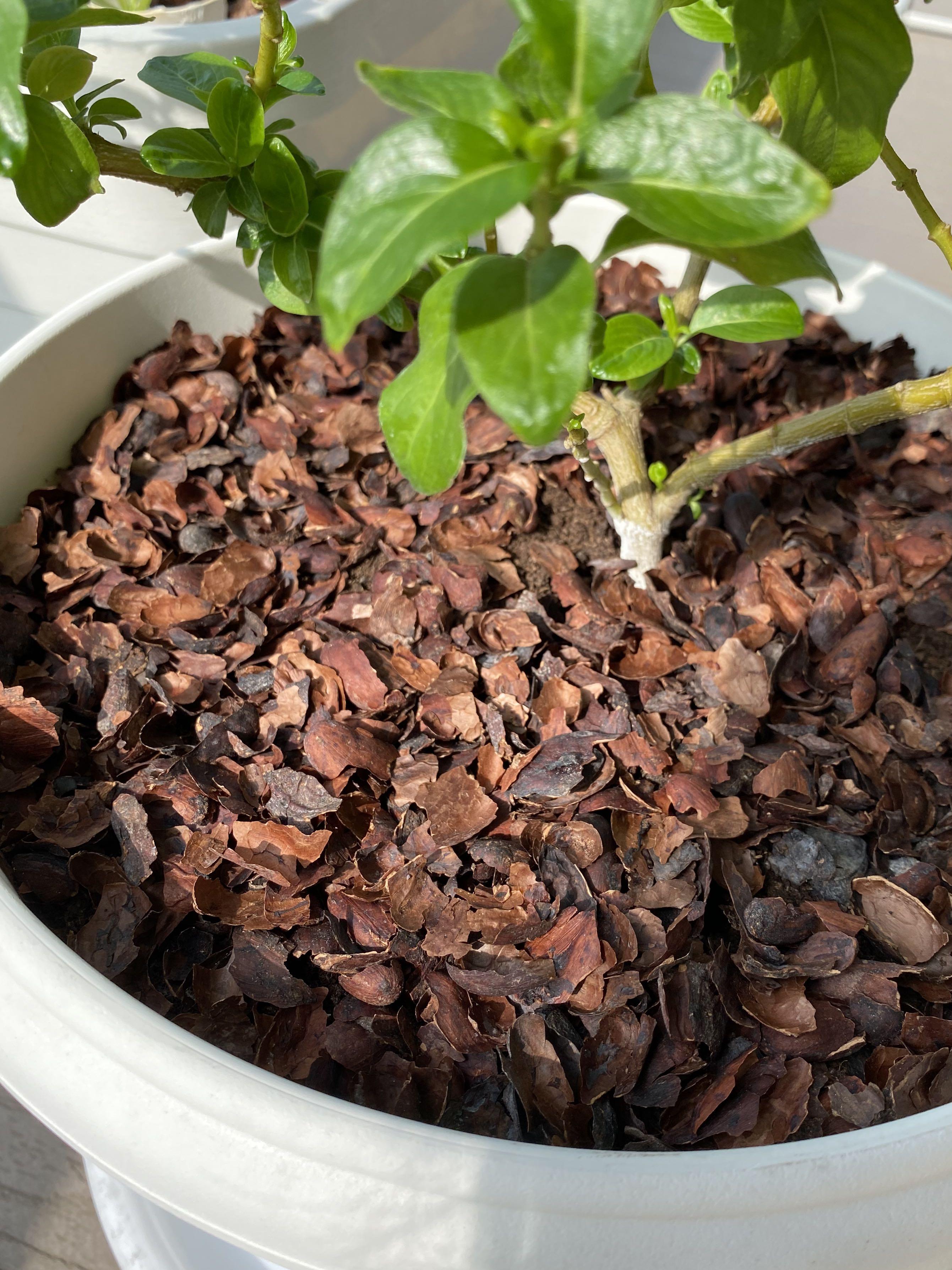 Poking Cocoa Shells Mulch, Furniture & Home Living, Gardening, Garden Soil & Fertilisers on