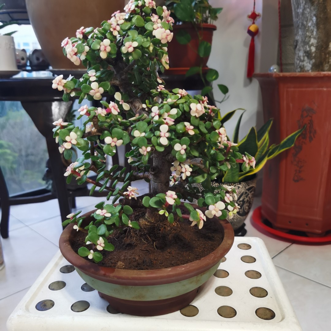 very Rare and thick trunk Jade bonsai, Furniture & Home Living