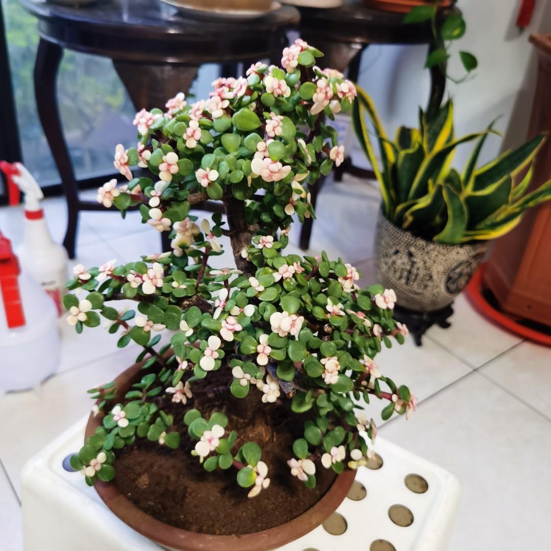 very Rare and thick trunk Jade bonsai, Furniture & Home Living