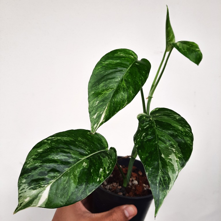 Epipremnum Pinnatum 'Albo Variegata', Furniture & Home Living ...