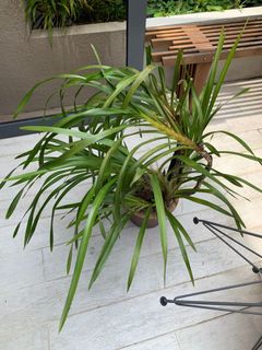 (Category: ) located in . Submitted by designer.gardener (Listing ID 1069728558, Image 1). Description: .