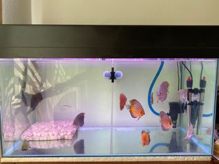 (Category: ) located in . Submitted by jasonnn76 (Listing ID 1069924981, Image 1). Description: .