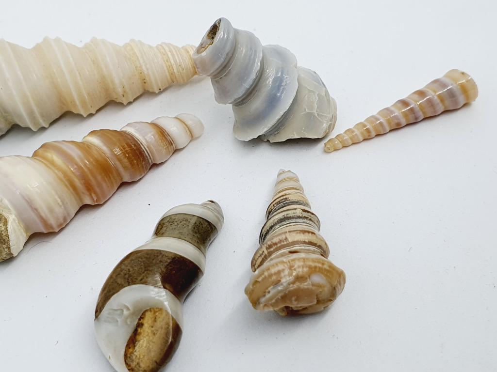 Ammonite Fossils & White Shells, Everything Else on Carousell