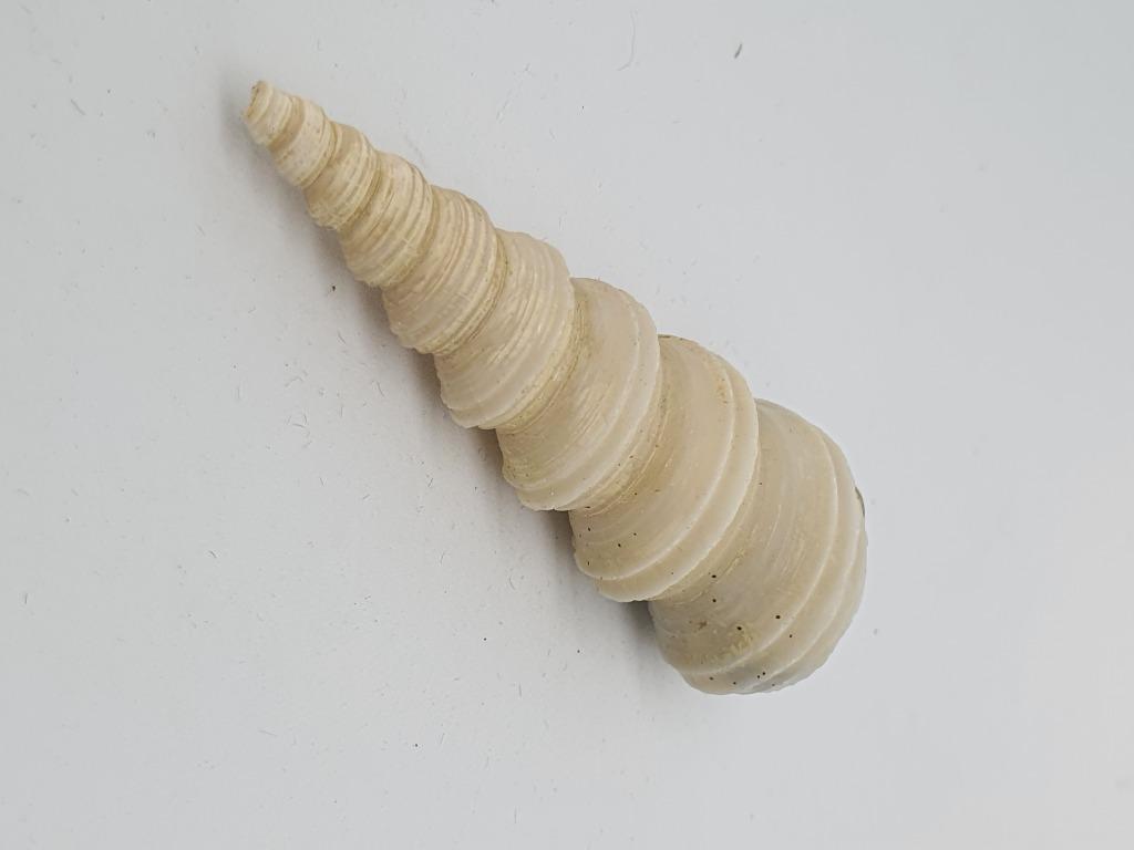 Ammonite Fossils & White Shells, Everything Else on Carousell