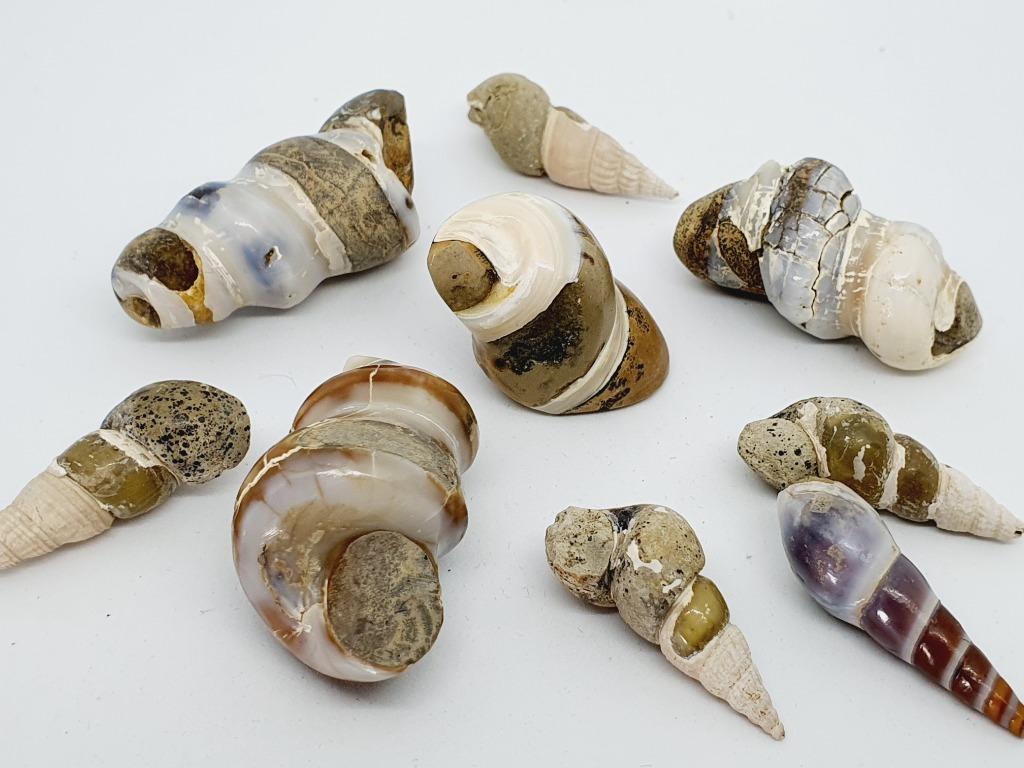 Ammonite Fossils & White Shells, Everything Else on Carousell