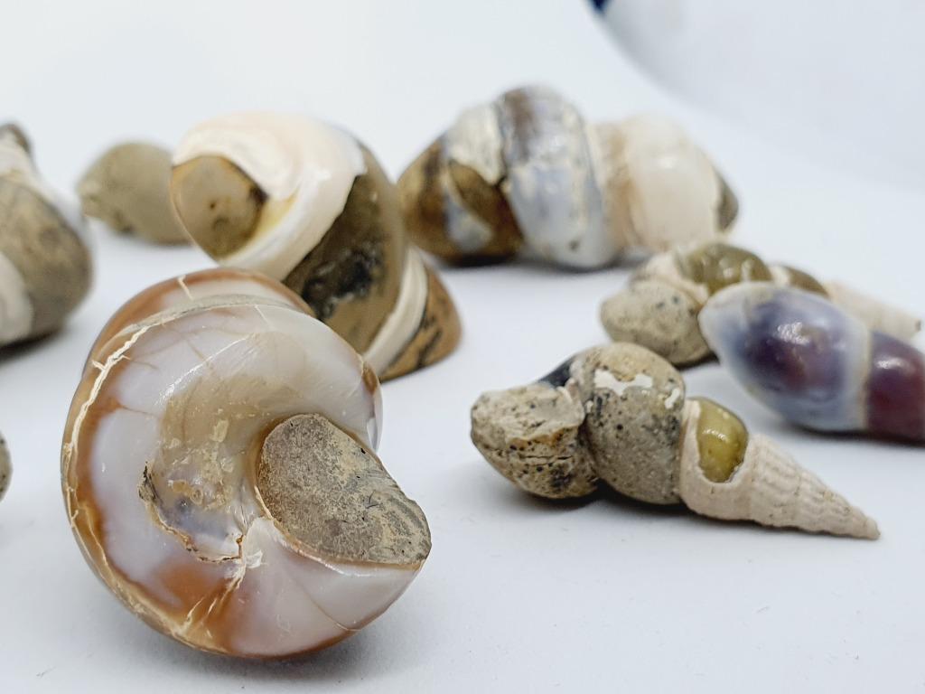 Ammonite Fossils & White Shells, Everything Else on Carousell