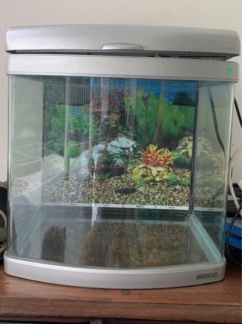 Aquarium Boyu Mini Free Wallpaper Perlengkapan Hewan Aksesoris Hewan Di Carousell Aquarium boyu 1 meter