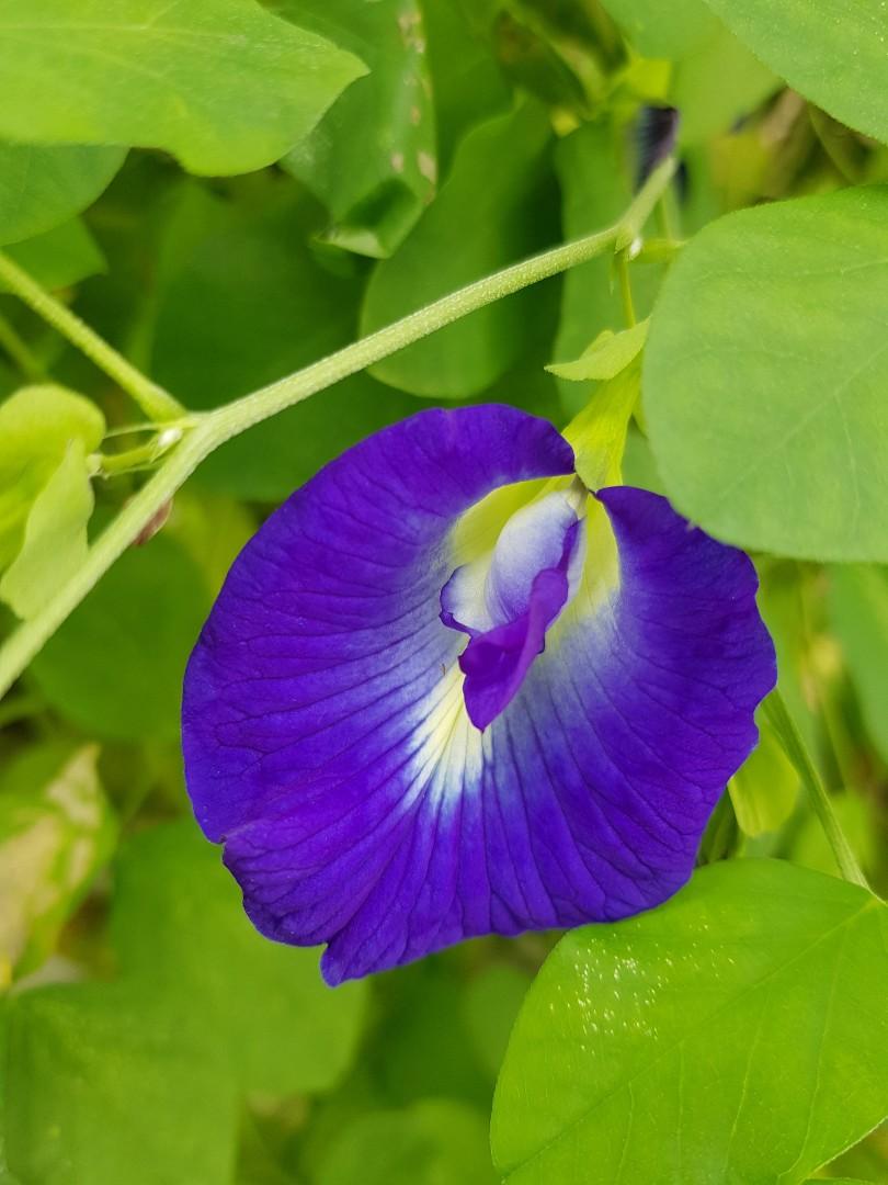 Butterfly pea seeds, Furniture & Home Living, Gardening, Plants & Seeds ...