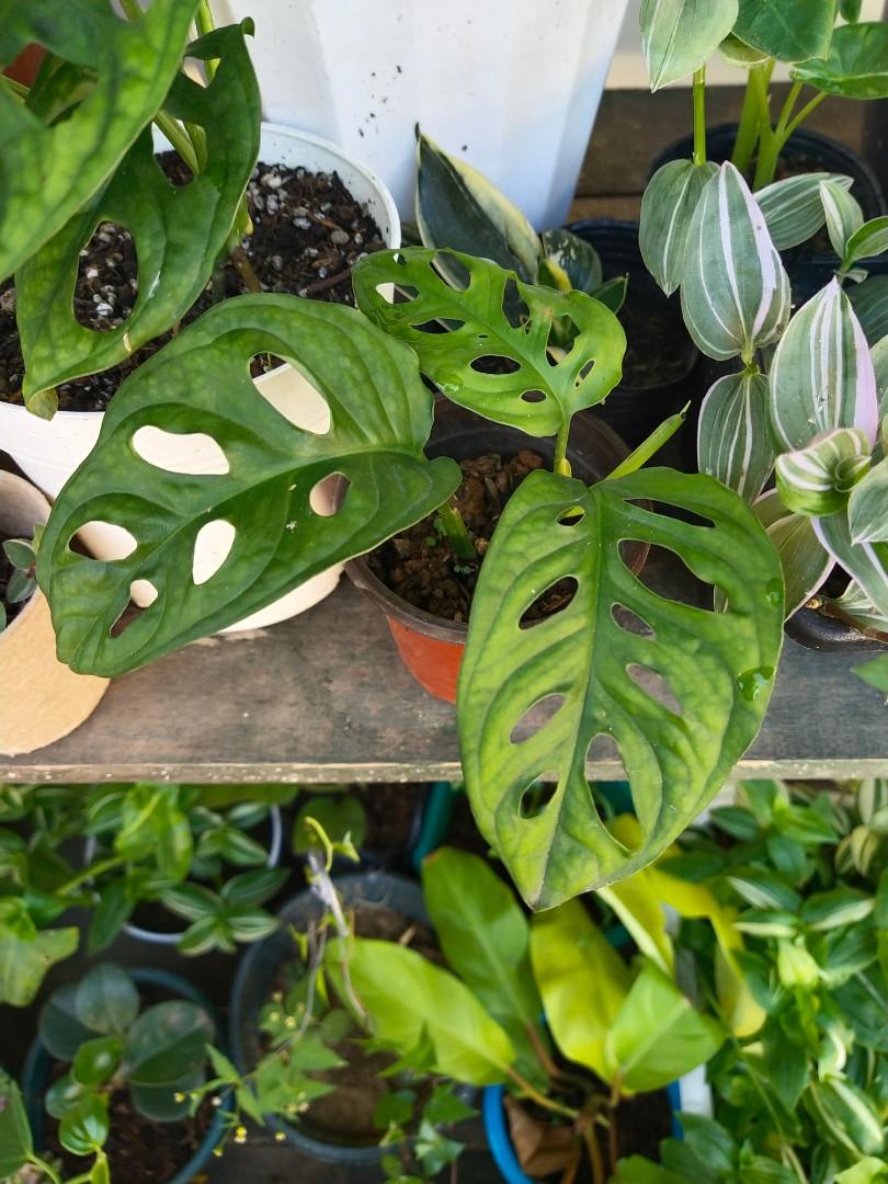 Monstera Adansonii (Category: Plants & Seeds) located in Manila. Submitted by hexapom (Listing ID 1070020215, Image 1). Description: Loc: Novaliches Q.C..