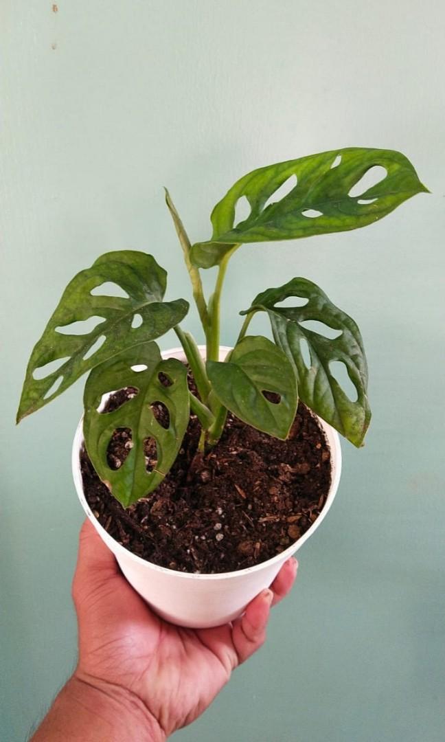 Monstera Adansonii (Category: Plants & Seeds) located in Manila. Submitted by hexapom (Listing ID 1070020215, Image 2). Description: Loc: Novaliches Q.C..