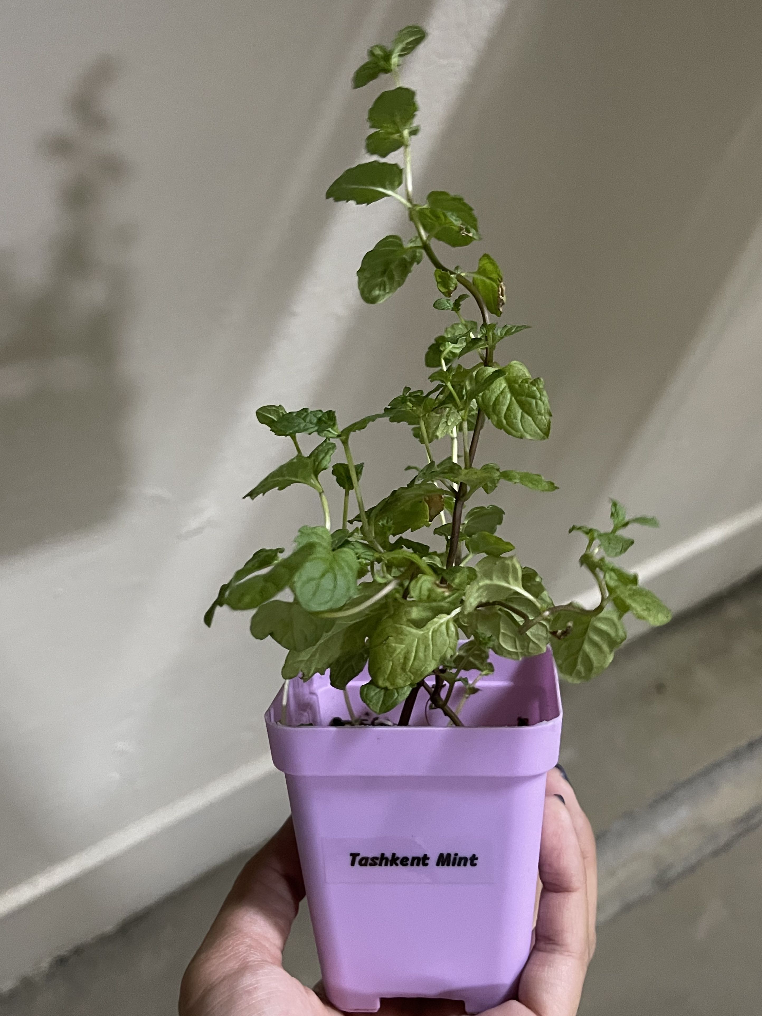 Tashkent Mint ready to repot, Furniture & Home Living, Gardening