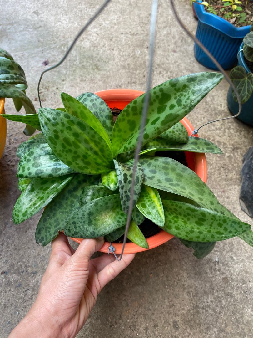 variegated forever rich mother plant Furniture Home Living