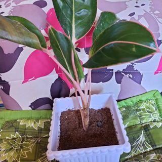 Aglaonema Pink Legacy Gardening Flowers Plants On Carousell